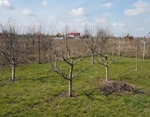 Toaletări pomi fructiferi