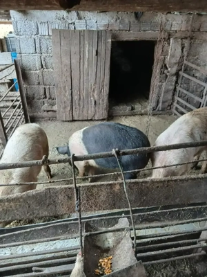 De vanzare porci