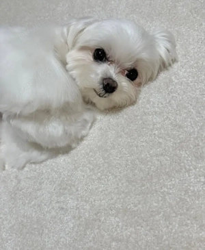 pui de Maltez  - imagine 4