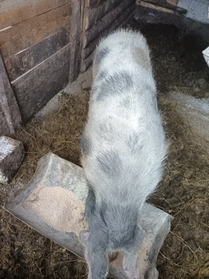 vand porc de taiat sau schimb  - imagine 2