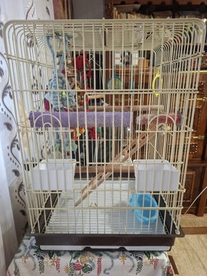 Colivie papagal micul Alexandru + ghiozdan - imagine 3