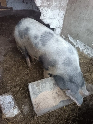 vand porc de taiat sau schimb 