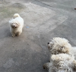 Vând bichoni maltezi  - imagine 4