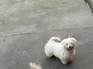 Vând bichoni maltezi  - imagine 3