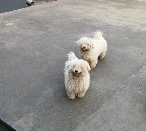 Vând bichoni maltezi 