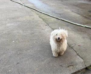 Vând bichoni maltezi  - imagine 2