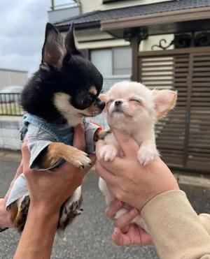 Căței chihuahua - imagine 2