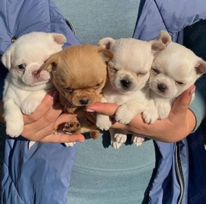 Căței chihuahua - imagine 4