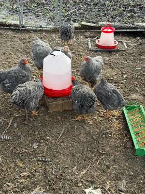 Cocoși rasa Plymouth rock barat - imagine 5