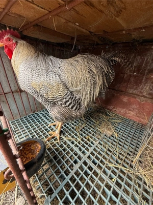 Cocoși rasa Plymouth rock barat