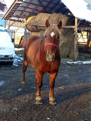 De vânzare Manza  - imagine 5