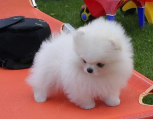 Pomeranian talie Teeacup, model ursulet - imagine 3