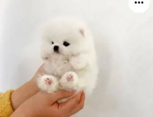 Pomeranian talie Teeacup, model ursulet
