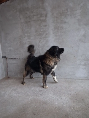 Femela Caucazian ! - imagine 2