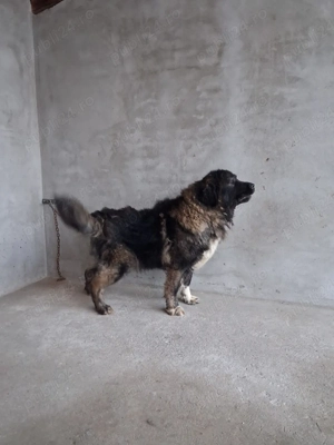 Femela Caucazian ! - imagine 4