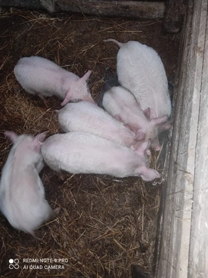 Vând Purcei  - imagine 5