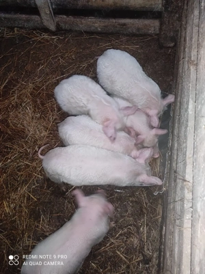 Vând Purcei  - imagine 4