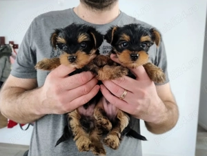 Yorksire terrier mini toy