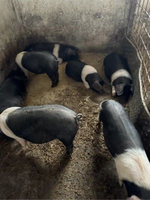 grasuni bazna de vanzare 