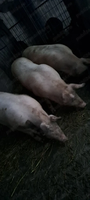 Vînd porci grași marele alb _landras 150 _170 kg