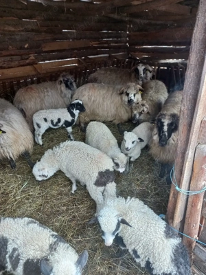 oi de vanzare  - imagine 2