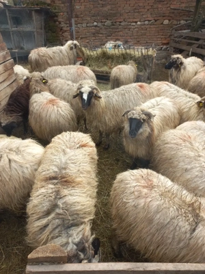 oi de vanzare  - imagine 3