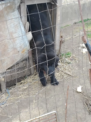 Vând femela de cord are 4 luni  - imagine 2