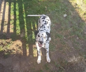 Câine dalmațian de vânzare - imagine 2