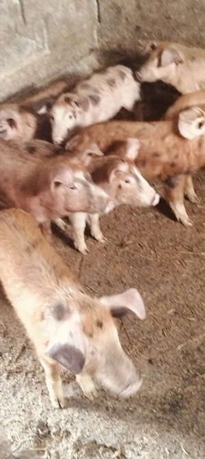 Purcei durok+pietrean de 11 săptămâni 