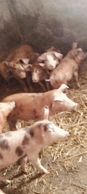 Soldanasi durok+ pietrean de 11 săptămâni 