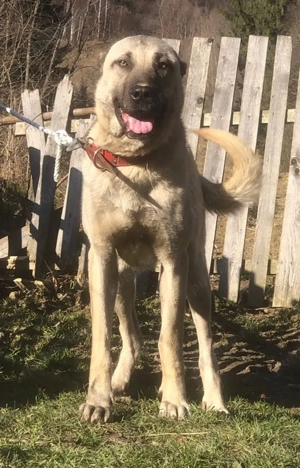 Mascul Kangal disponibil 