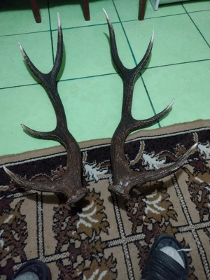 VAND pereche  COARNE  cu 4 raze