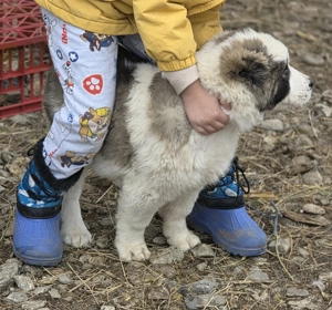  asia centrala rasa pura  2 luni jumate 