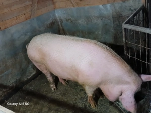 Scroafa gestantă de vânzare pentru reproducție 