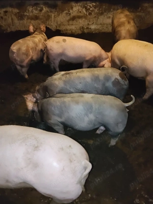 vind godaci  - imagine 3