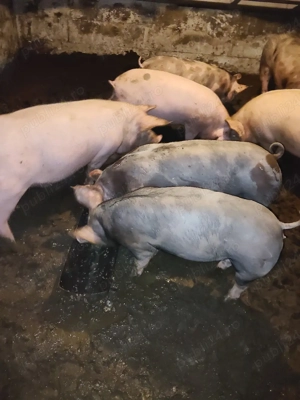 vind godaci  - imagine 2