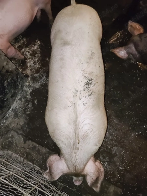 vind godaci  - imagine 4