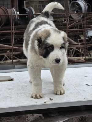 Asia centrala  2 luni jumate - imagine 3