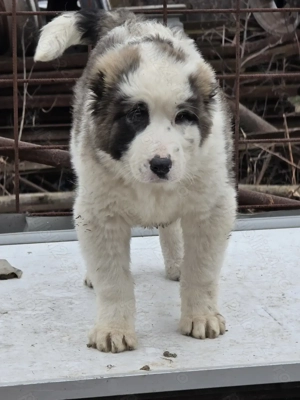 Asia centrala 6 saptamani 