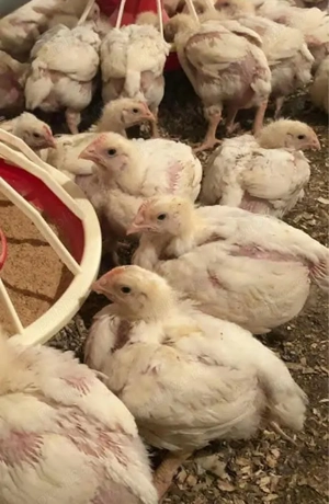 Vând pui de 3 săptămâni  - imagine 2