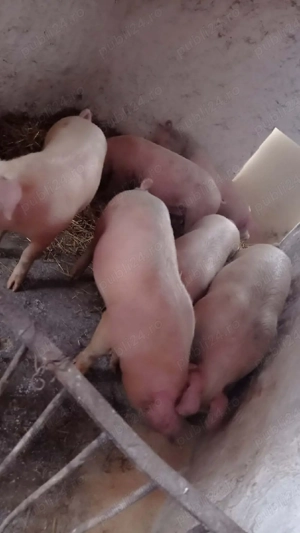 Șoldani rasa Marele alb