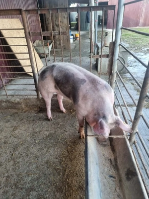 vand scroafe gestante  15 lei kg