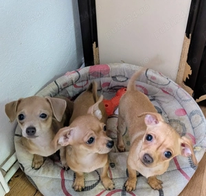 Pui Chihuahua - Vaccinați și deparasitați, cu carnet de sănătate  - imagine 3