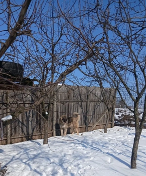 Pui femela Ciobanesc Caucazian - imagine 2