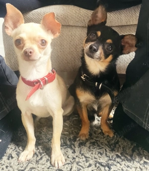 Pui Chihuahua - Vaccinați și deparasitați, cu carnet de sănătate  - imagine 5