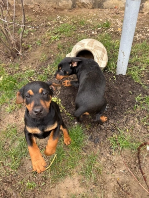 Catel Jagdterrier - imagine 3