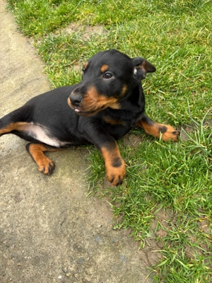 Catel Jagdterrier - imagine 4