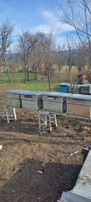 Vând stupi 4 bucati