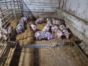 vand purcei    - imagine 2