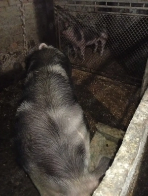 Scroafă gestantă in 8 martie trebuie să fete - imagine 3